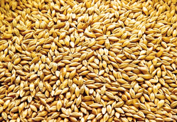 Barley (Jau)