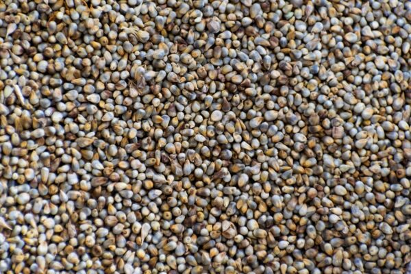 Pearl Millet (Bajra)